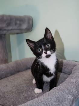 Larkyn -  Tuxedo and Domestic Short Hair Cat for Adoption in Georgetown, Kentucky - Larkyn | PetCurious