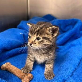 Mildred 26-05-008 -  Domestic Short Hair Cat for Adoption in Bastrop, Texas - Mildred 26-05-008 | PetCurious