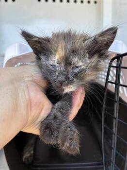 TAZ -  Domestic Short Hair Cat for Adoption in Stockton, California - TAZ | PetCurious
