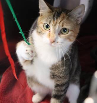 Domestic Short Hair Cats Available for Adoption - Chess | PetCurious