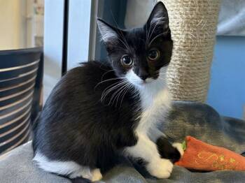 Rescue Domestic Short Hair Cats for Adoption in Santa Clara, California - GRACE | PetCurious