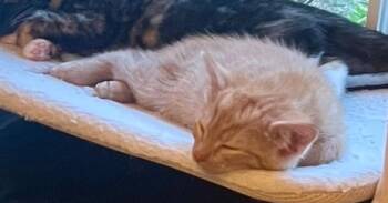 Clark -  Domestic Short Hair Cat for Adoption in Richmond, Virginia - Clark | PetCurious