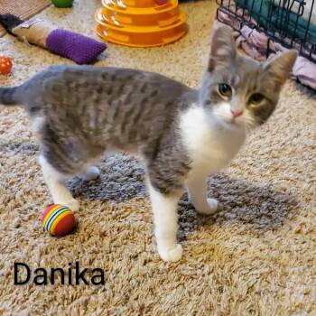 Domestic Short Hair Cats Available for Adoption in Sedalia, Missouri - Danika | PetCurious