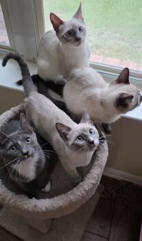 Cayenne 3 -  Russian Blue and Domestic Short Hair Cat for Adoption in Austin, Texas - Cayenne 3 | PetCurious