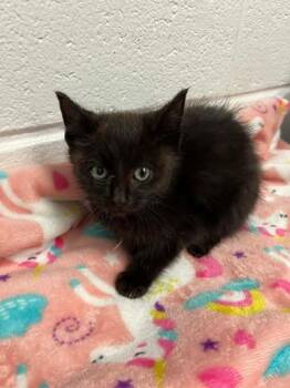 Rescue Domestic Short Hair Cats for Adoption in Spruce Pine, North Carolina - Tumbly | PetCurious