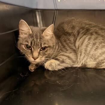Pollie -  Domestic Short Hair Cat for Adoption in Indianapolis, Indiana - Pollie | PetCurious