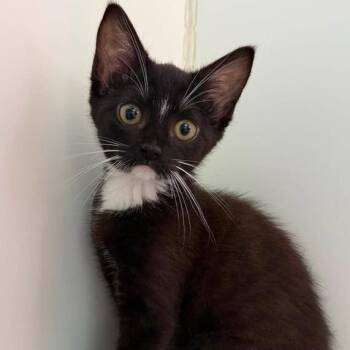 Kennidy -  Domestic Short Hair Cat for Adoption in Hattiesburg, Mississippi - Kennidy | PetCurious