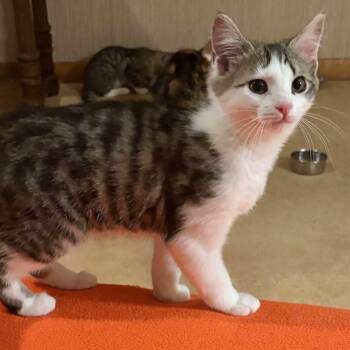 Rescue Domestic Short Hair Cats for Adoption in Dover, Delaware - Beignet | PetCurious