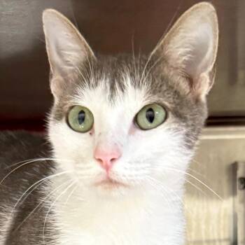 Rescue Domestic Short Hair Cats for Adoption in Jefferson, Wisconsin - Spaghetti | PetCurious