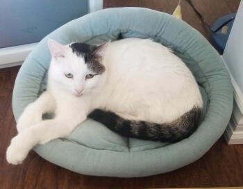 Rescue Domestic Short Hair Cats for Adoption in Richmond Hill, Ontario - Mo (+ Belfi) | PetCurious