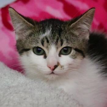 Charlotte -  Domestic Short Hair Cat Available for Adoption in Sarasota, Florida - Charlotte | PetCurious