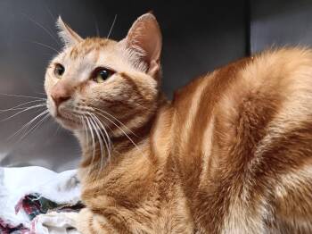 Chester -  Domestic Short Hair Cat Available for Adoption in New Braunfels, Texas - Chester | PetCurious