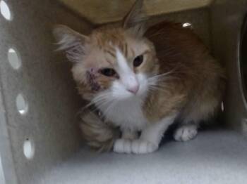 A552222 -  Domestic Long Hair and Domestic Short Hair Cat for Adoption in Moreno Valley, California - A552222 | PetCurious