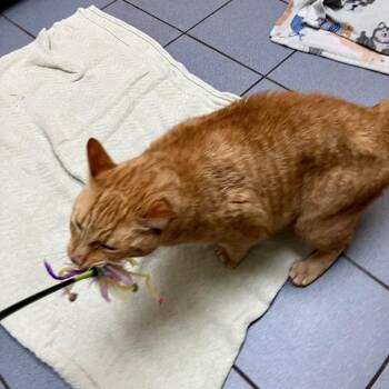Bunny Cozort (bonded w/Bug) -  Domestic Short Hair Cat for Adoption in Merrifield, Virginia - Bunny Cozort (bonded W/Bug) | PetCurious