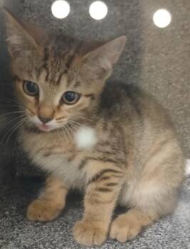 Cass -  Domestic Short Hair Cat for Adoption in Greenfield, Indiana - Cass | PetCurious