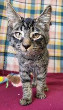 Ezra -  Domestic Short Hair Cat for Adoption in Bucyrus, Ohio - Ezra | PetCurious