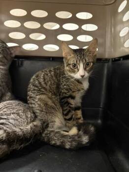 Orville Peck -  Domestic Short Hair Cat for Adoption in Kansas City, Missouri - Orville Peck | PetCurious
