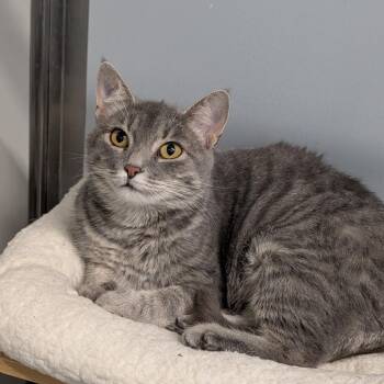 Grace -  Domestic Short Hair Cat for Adoption in Cape Girardeau, Missouri - Grace | PetCurious