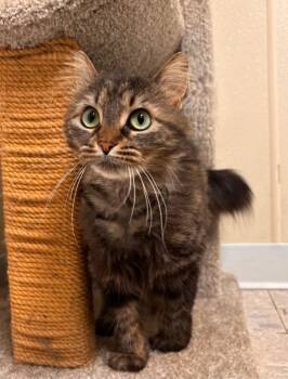Domestic Long Hair Cats Available for Adoption in Sandusky, Ohio - Athena | PetCurious