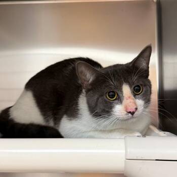 Domestic Short Hair Cats Available for Adoption in St. Augustine, Florida - Archie | PetCurious