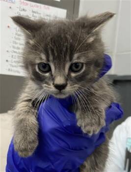 Domestic Short Hair Cats Available for Adoption in Dallas, Texas - PADME | PetCurious