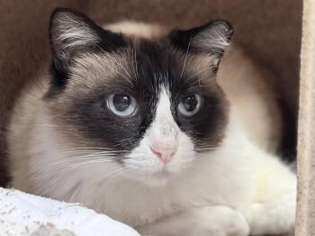 EDI -  Snowshoe and Domestic Short Hair Cat for Adoption in Ames, Iowa - EDI | PetCurious