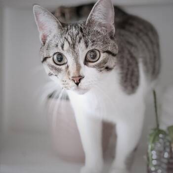 Domestic Short Hair Cats Available for Adoption in Lewisville, Texas - Stormy | PetCurious
