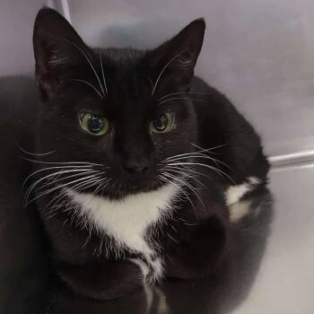 Domestic Long Hair Cats Available for Adoption in Winthrop, Maine - Octagon | PetCurious