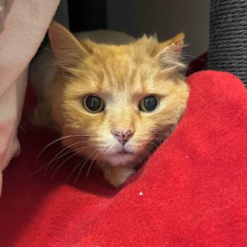 Domestic Long Hair Cats Available for Adoption in Victor, New York - Moose | PetCurious