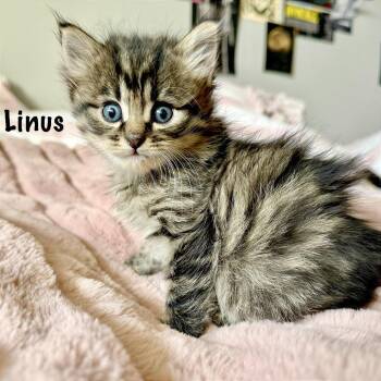 Linus -  Domestic Short Hair Cat for Adoption in Pleasant Hill, California - Linus | PetCurious