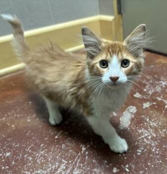 Walt Jr -  Domestic Short Hair Cat for Adoption in New Orleans, Louisiana - Walt Jr | PetCurious