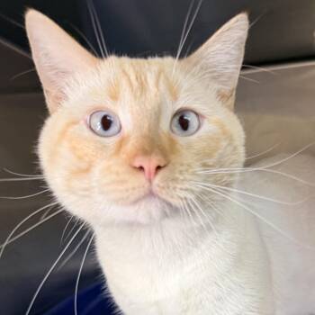Travis -  Domestic Short Hair Cat for Adoption in Palm Springs, California - Travis | PetCurious