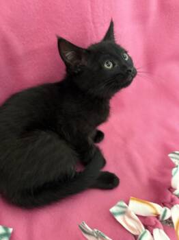Baby Girl Szyper -  Domestic Short Hair Cat for Adoption in Galt, California - Baby Girl Szyper | PetCurious