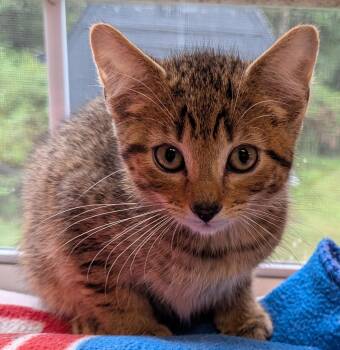 Rescue Domestic Short Hair Cats for Adoption - Linus | PetCurious