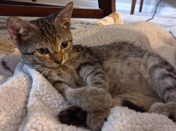 Midge -  Domestic Short Hair Cat for Adoption in Orlando, Florida - Midge | PetCurious