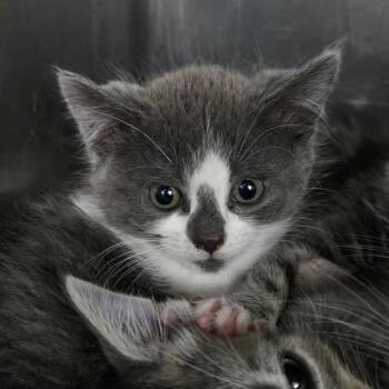 Custard -  Domestic Short Hair Cat for Adoption in Idaho Falls, Idaho - Custard | PetCurious