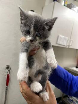 Domestic Short Hair Cats Available for Adoption in Chico, California - Cherry | PetCurious
