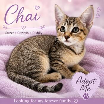Chai-Extra Sweet & Cuddly -  Tabby Cat for Adoption in Laurel, Maryland - Chai-Extra Sweet & Cuddly | PetCurious