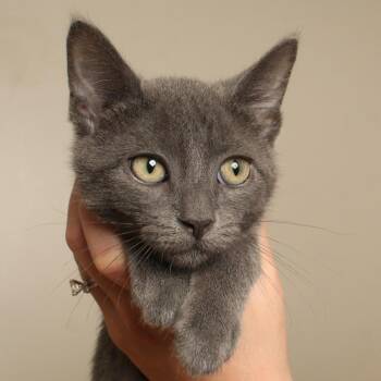 Caicos C70748 -  Domestic Short Hair Cat for Adoption in Minnetonka, Minnesota - Caicos C70748 | PetCurious