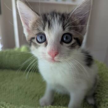 Will -  Domestic Short Hair Cat Available for Adoption in Lake Panasoffkee, Florida - Will | PetCurious