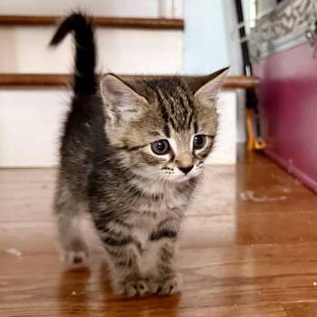 Domestic Short Hair Cats Available for Adoption in Chattanooga, Tennessee - Eleven | PetCurious