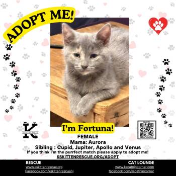 Fortuna -  Domestic Short Hair Cat for Adoption in OSBORNVILLE, New Jersey - Fortuna | PetCurious