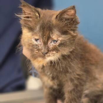 Monica -  Domestic Medium Hair Cat for Adoption in Newark, New Jersey - Monica | PetCurious