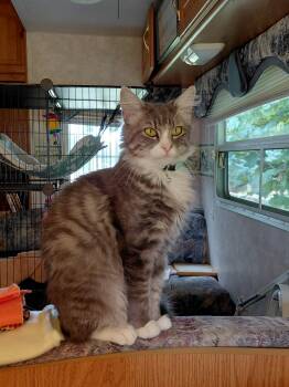 Rescue Domestic Medium Hair Cats for Adoption in Springfield, Oregon - Polly | PetCurious