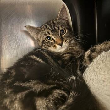 Jolene -  Domestic Short Hair Cat for Adoption in Spokane, Washington - Jolene | PetCurious