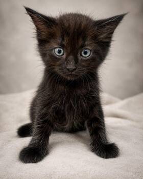 Aisha -  Domestic Short Hair Cat for Adoption in Miami, Florida - Aisha | PetCurious