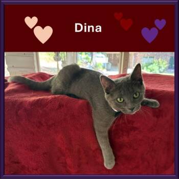 Dina -  American Shorthair and Russian Blue Cat for Adoption - Dina | PetCurious