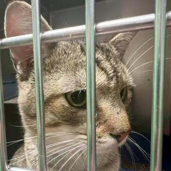 Flower -  Domestic Short Hair Cat for Adoption in Olean, New York - Flower | PetCurious