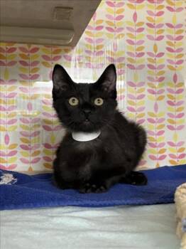 *POUNCER -  Domestic Short Hair Cat for Adoption in Woodland, California - *POUNCER | PetCurious