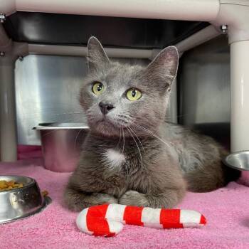 Domestic Medium Hair Cats Available for Adoption in Roanoke, Virginia - Marianna | PetCurious